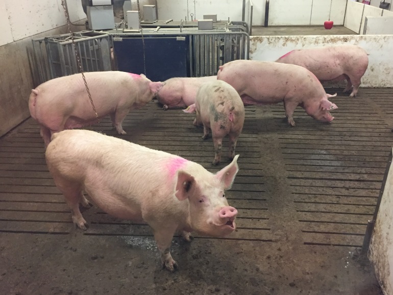 New Research Targets Costly Piglet Disease