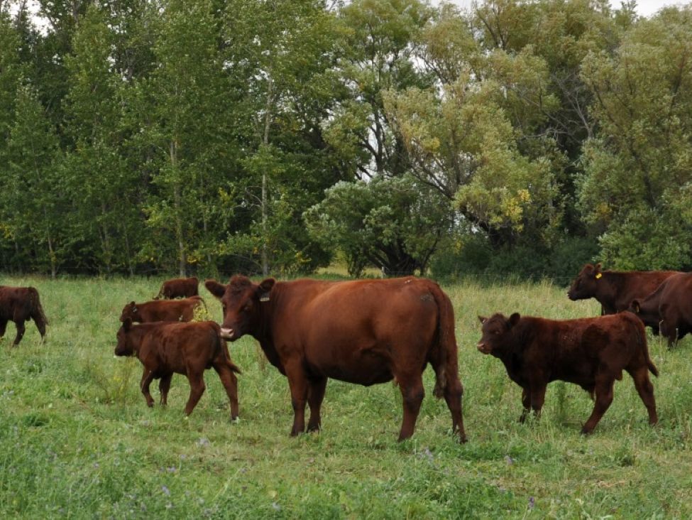Weather, demand, and record prices drive fall cattle run ...