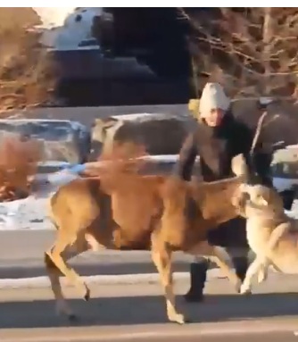 Watch: Video of off-leash dog incident in Banff posted to Reddit, Parks
