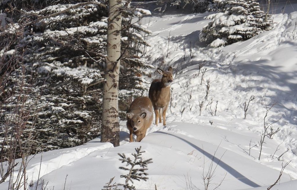Cypress Hills gets the worst of the snow from Thursday storm