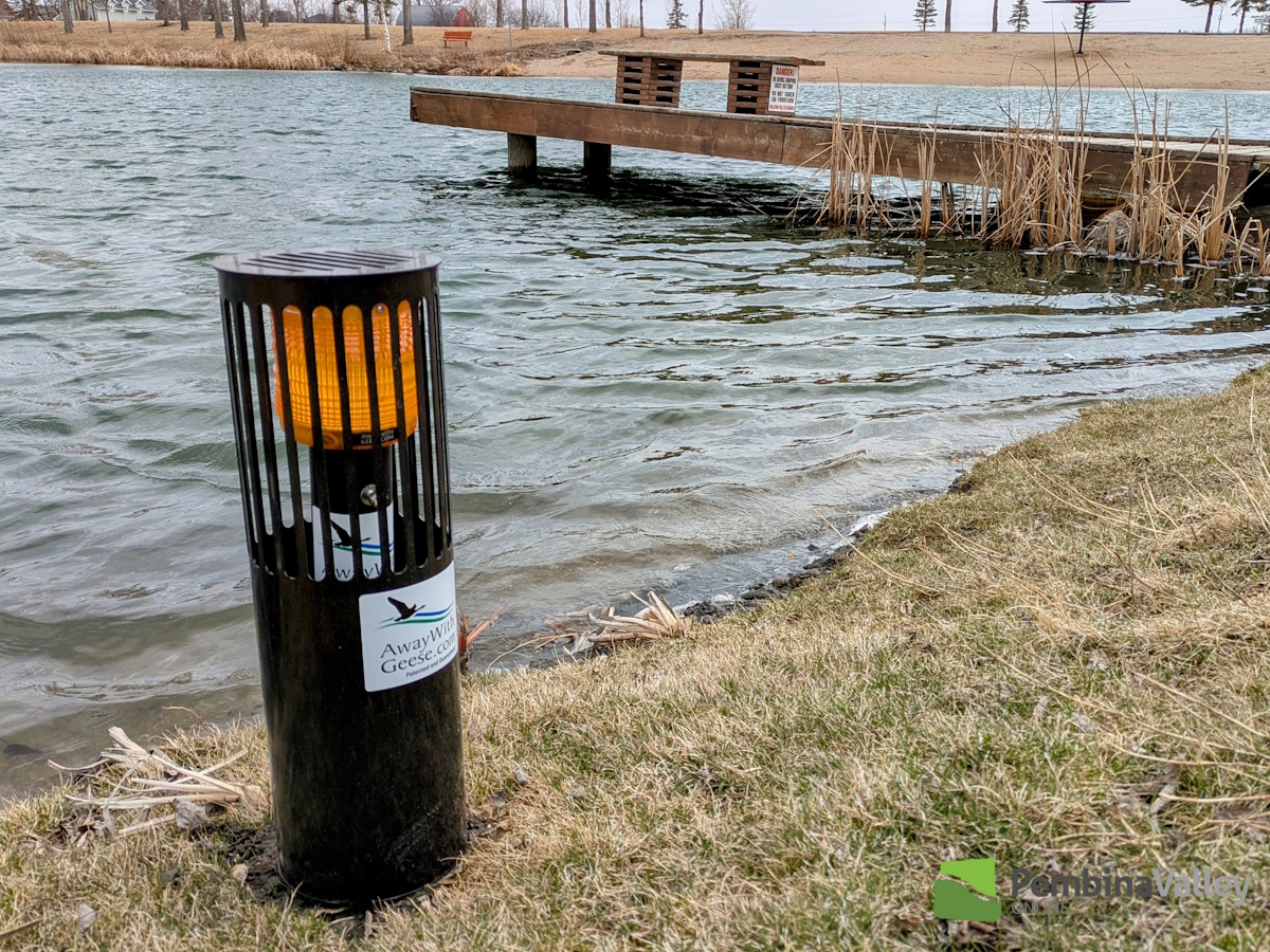 New geese control method being tried at Plum Coulee's Sunset Beach ...