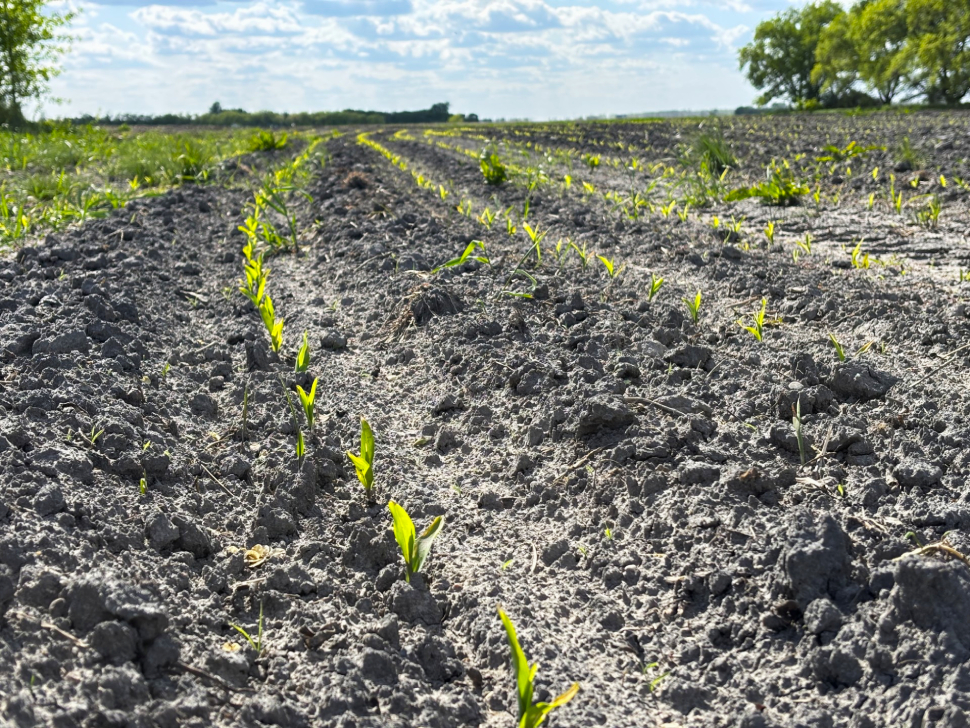 Southeast seeding season wrapping up on a strong note despite dry ...