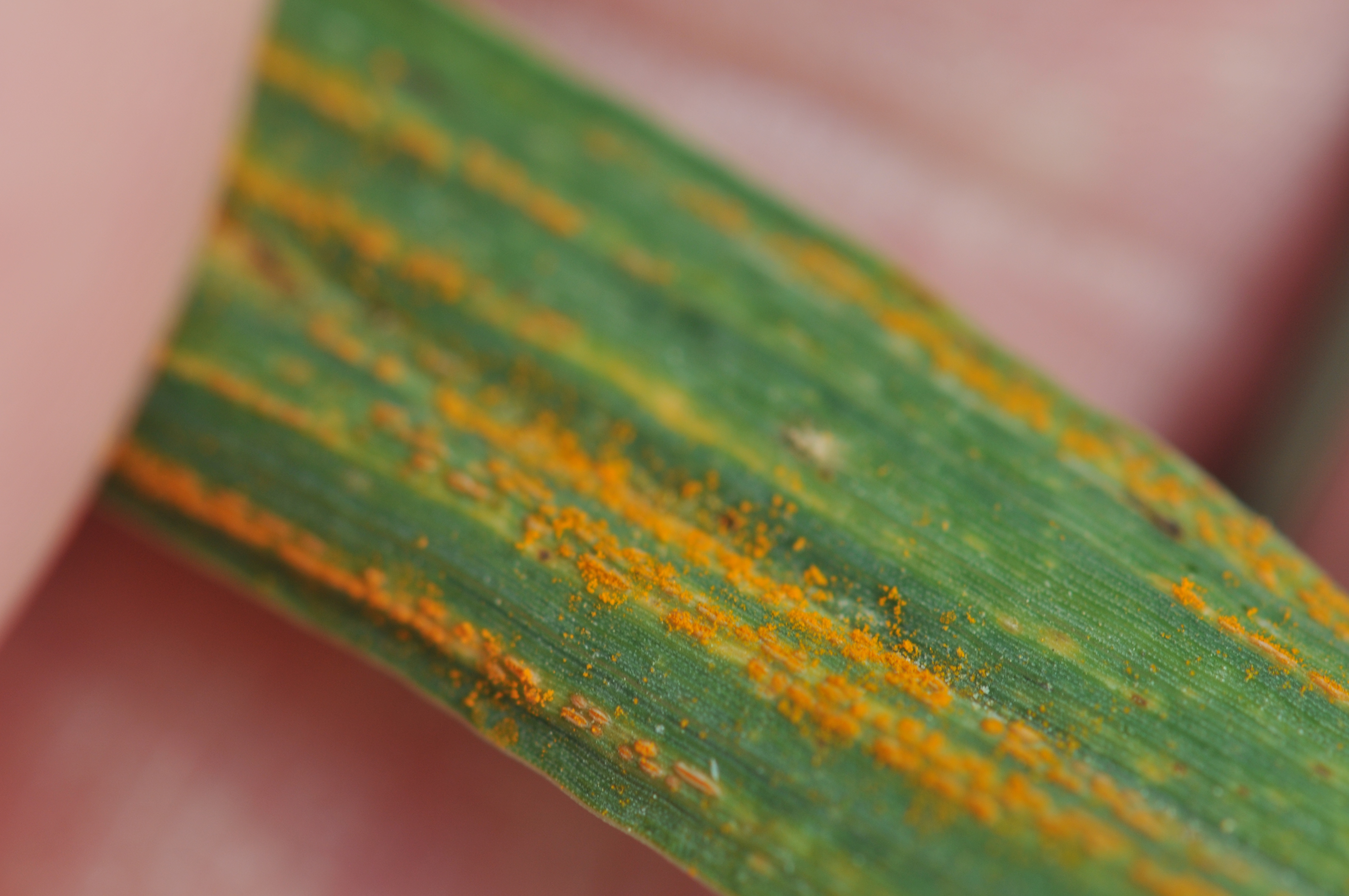 Prairie farmers may face a potential rust threat this year ...
