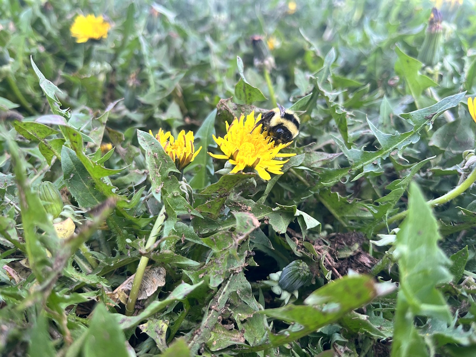 Health official shares tips for managing seasonal allergies