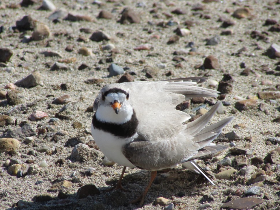 Endangered, tiny Piping Plover babies could use your help this summer ...
