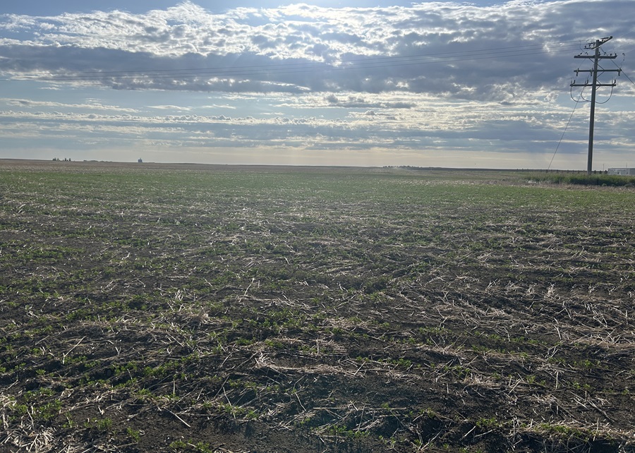 Crop development on track around the region as seeding wraps ...