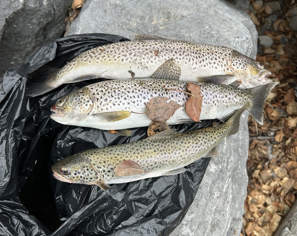 Fish and Wildlife officers catch poachers near Bearspaw Dam ...