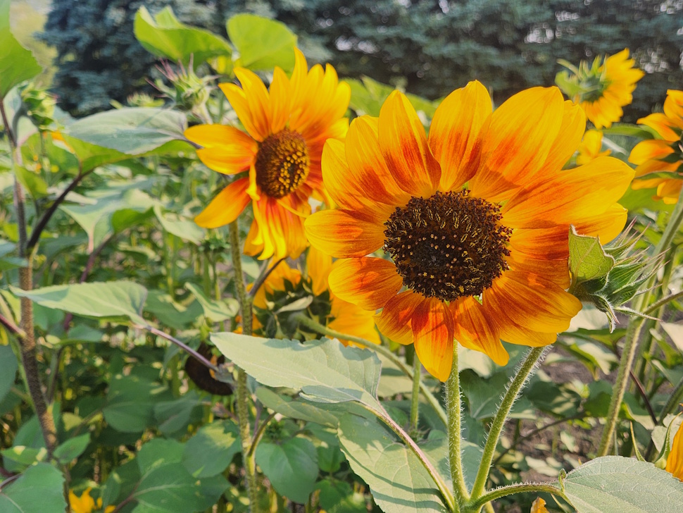 Holiday Avenue Garden Tour blooms with beauty, community