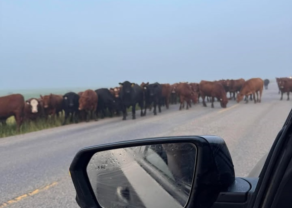 Rush hour goes rural as cattle block highway near Dodsland