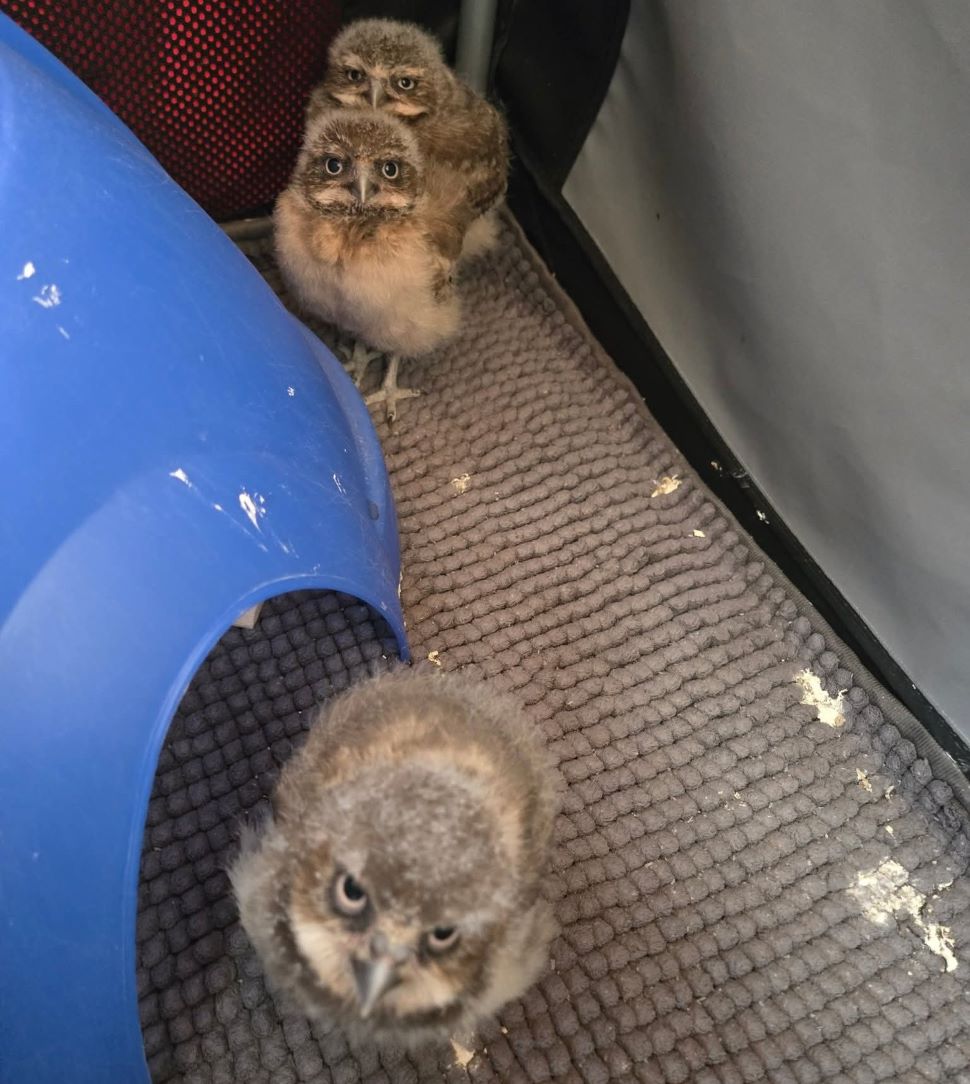New burrowing owl chicks hatch at Moose Jaw Interpretive Centre ...