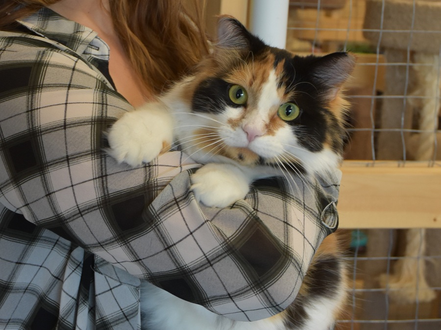 Strathmore cat sanctuary warns residents of cheque scam - StrathmoreNow ...