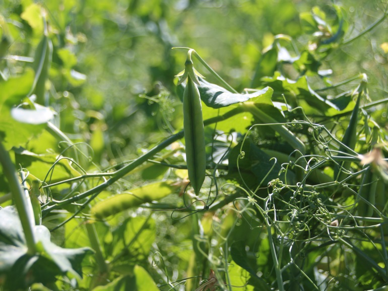 Farmers looking for tariff relief from Indo-Pacific Trade Mission