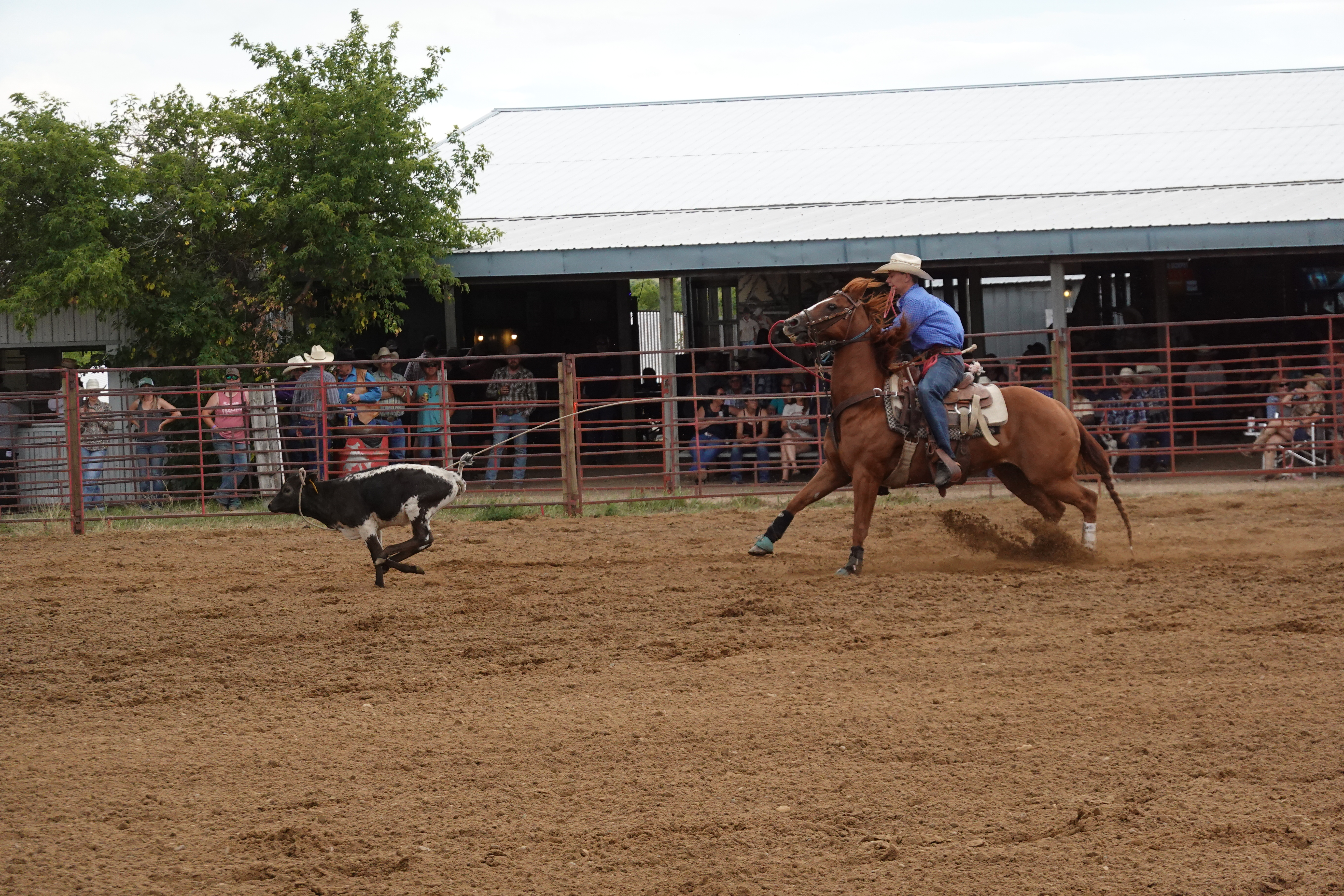 Stonesmith Rodeo Crowds Flock to Wood Mountain Stampede - SwiftCurrentOnline.com - Local ...