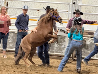 Back in the saddle at Cadillac Ranch Rodeo - SwiftCurrentOnline.com ...