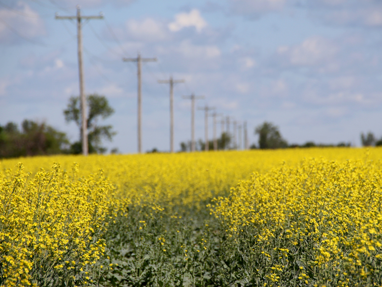 Canola tariff delay worries farm sector