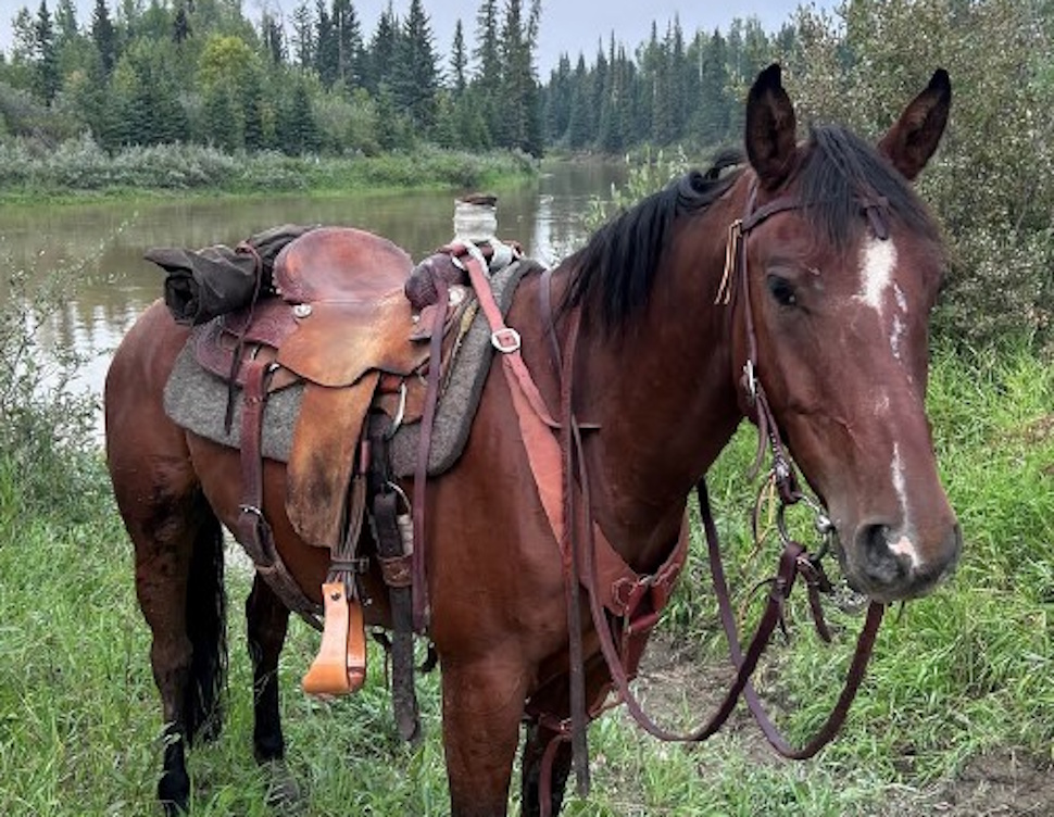 Update: Horse theft suspect surrenders to Rimbey RCMP; Search for Hank ...