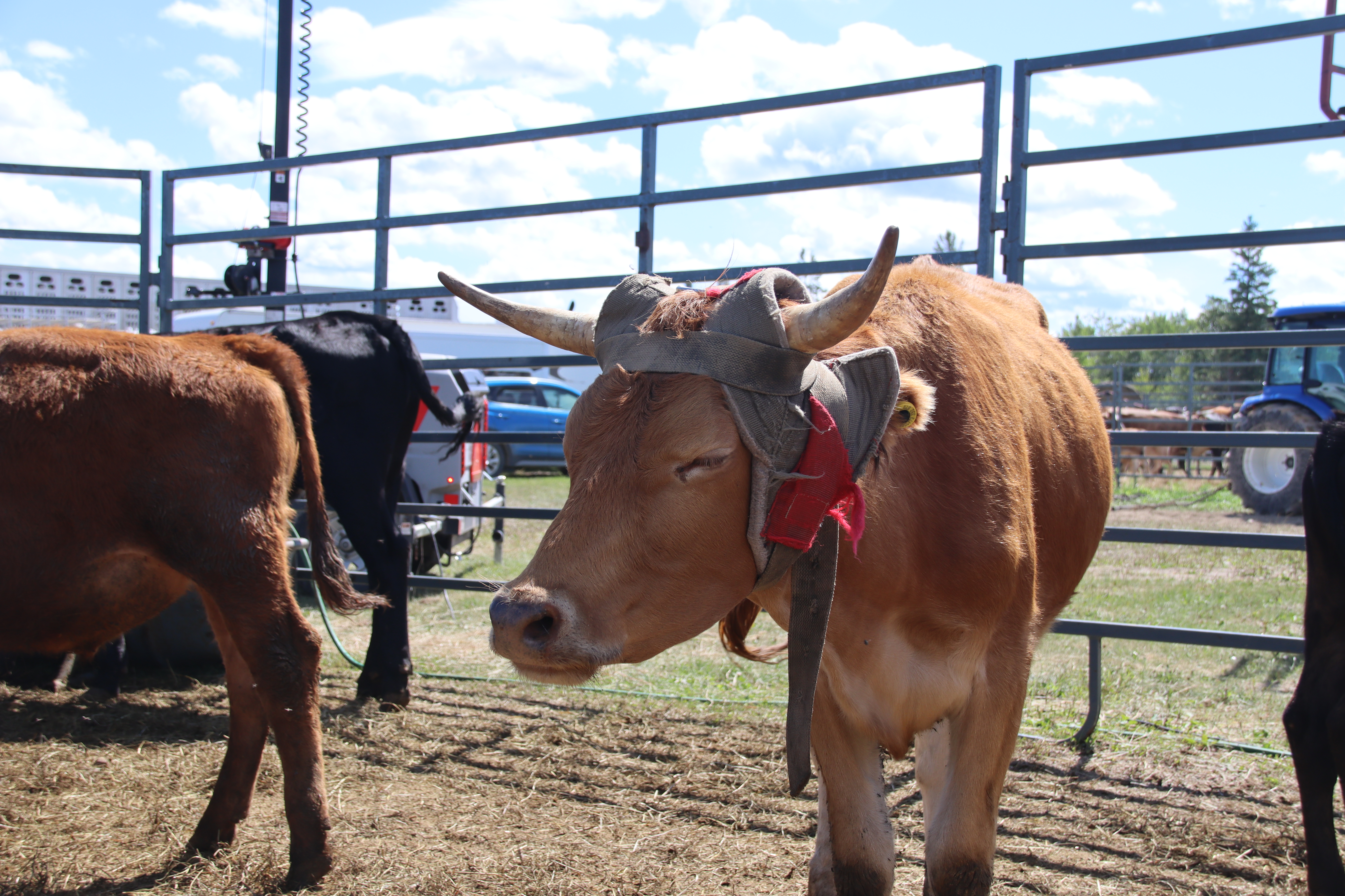 Richer Roughstock Rodeo is rounding up crowds this weekend ...