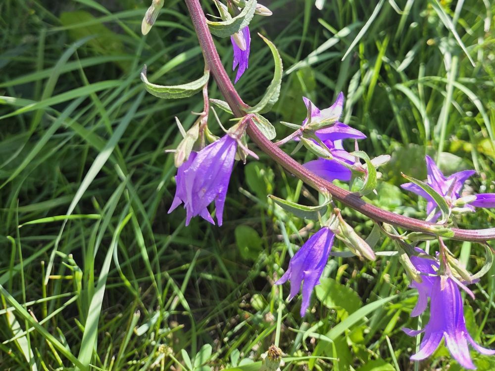 Nanton advising residents to remove invasive plant before it overruns ...