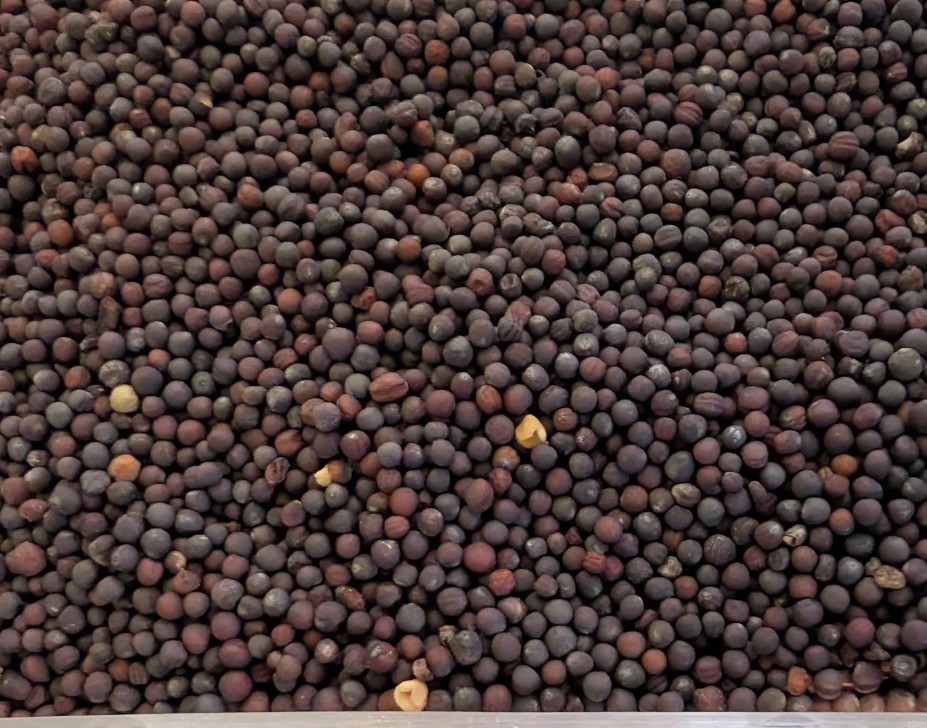 Trade progress with China sparks new optimism for canola industry