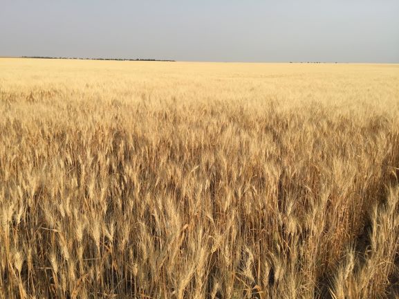 Agriculture Minister Daryl Harrison is in Mexico this week