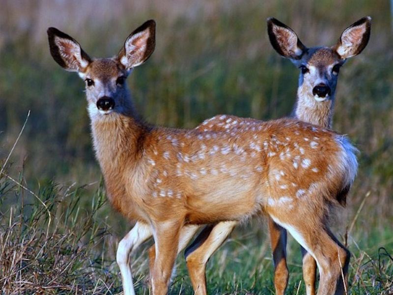 Saskatchewan Wildlife Federation urges drivers to Give Wildlife a Saskatchewan Wildlife Federation urges drivers to Give Wildlife a