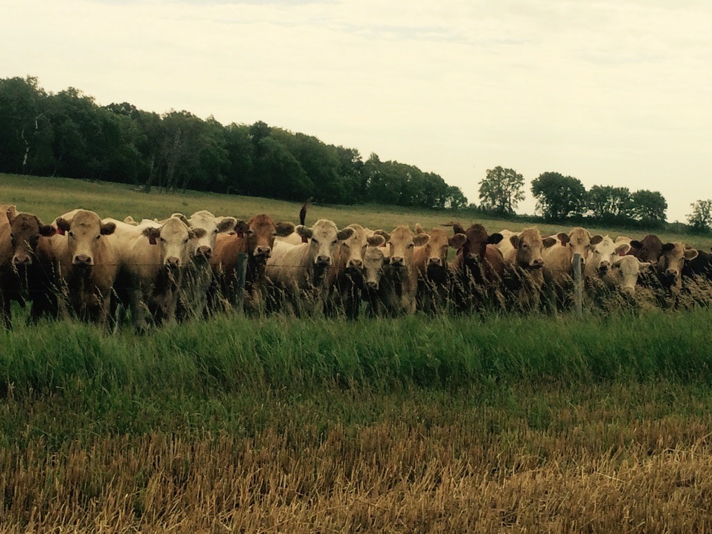 CCA Statement on Proposed Federal Livestock Traceability Regulations