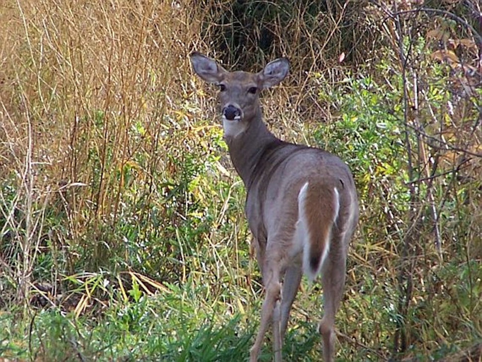 Manitoba unveils Canada’s first CWD Dashboard to protect big game