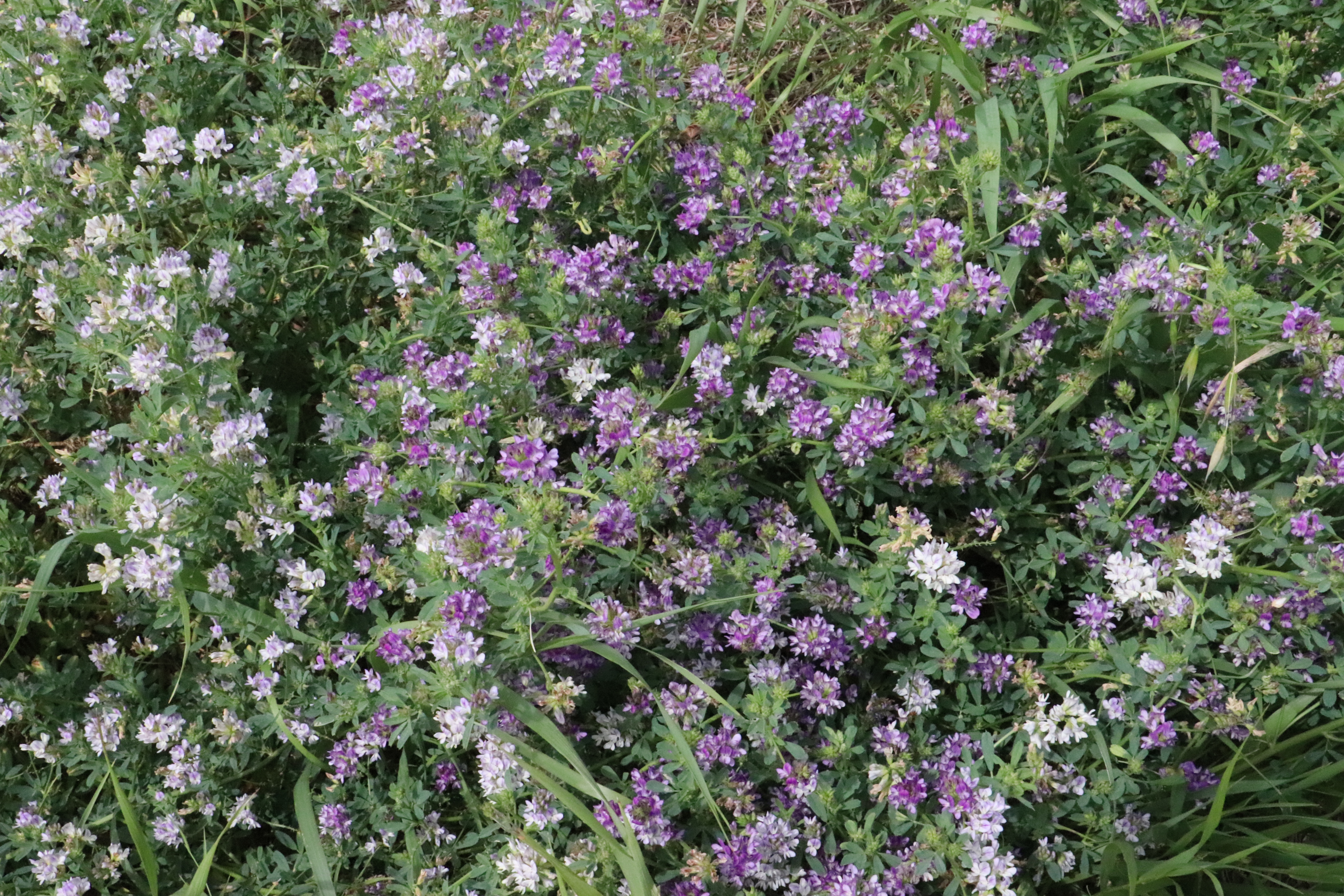 Manitoba's NEW Forage Advantage pilot program rewards sustainable farming