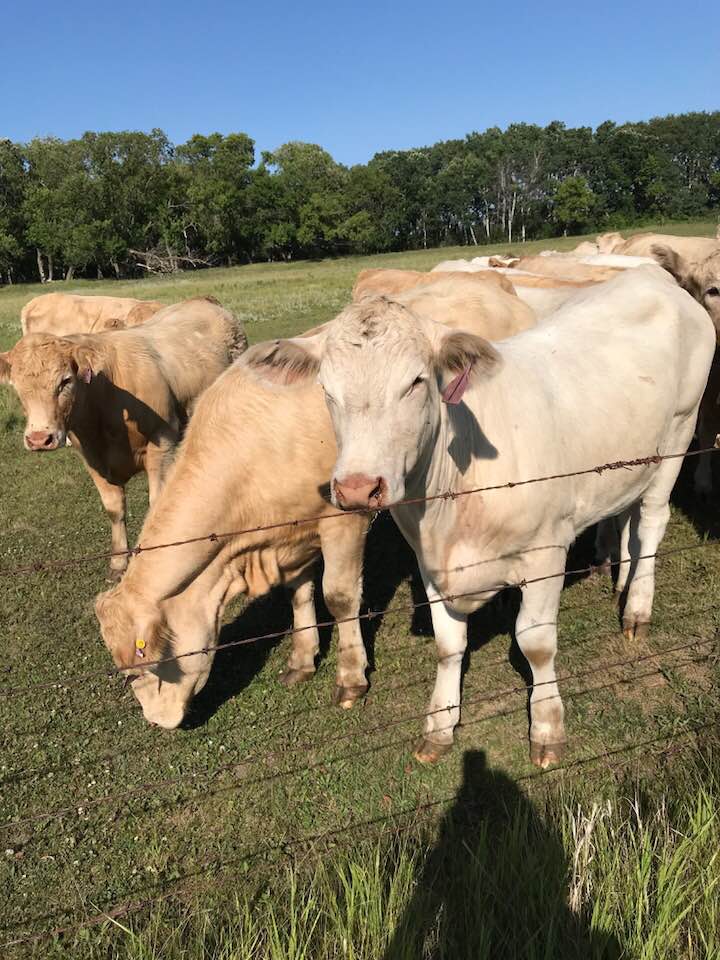 New study outlines strong economic case for beef processing in Saskatchewan
