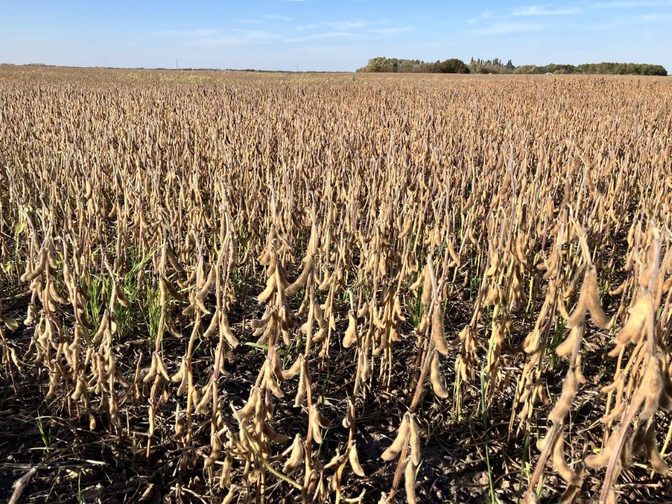 U.S. soybean exports strong to countries other than China