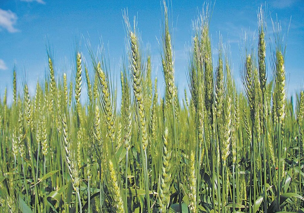 Researchers inch closer to nitrogen-fixing wheat