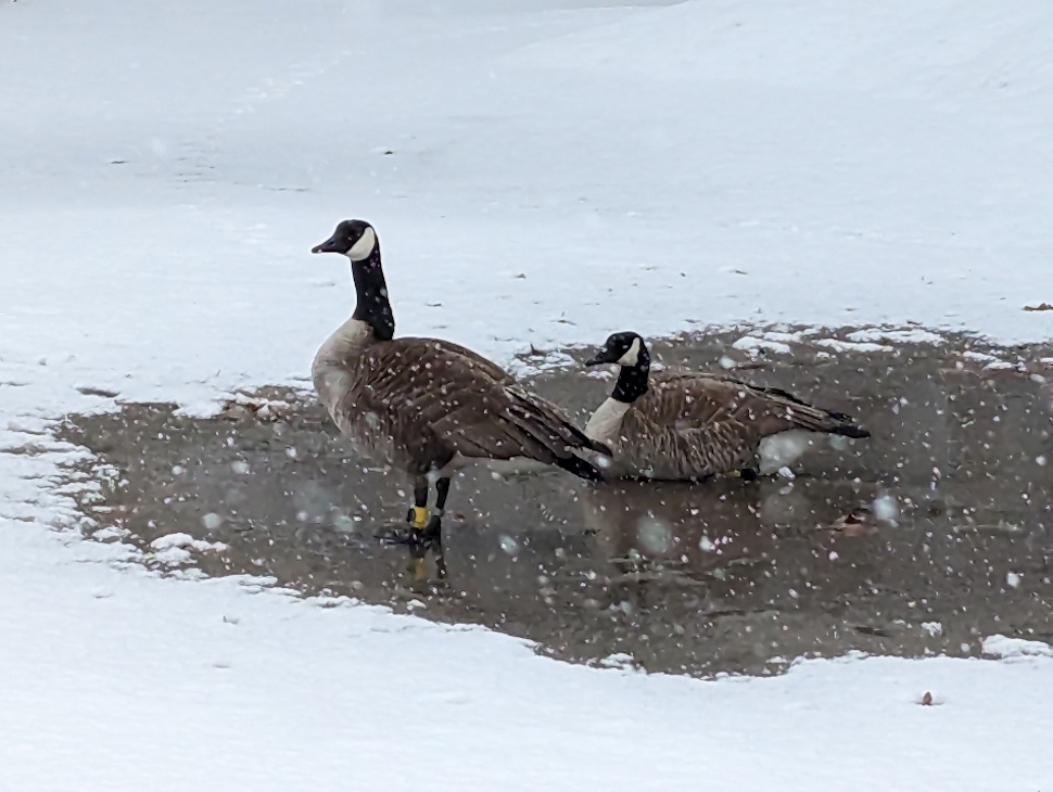 Avian influenza detected in local waterfowl amid fall migration pressures – DiscoverWestman.com