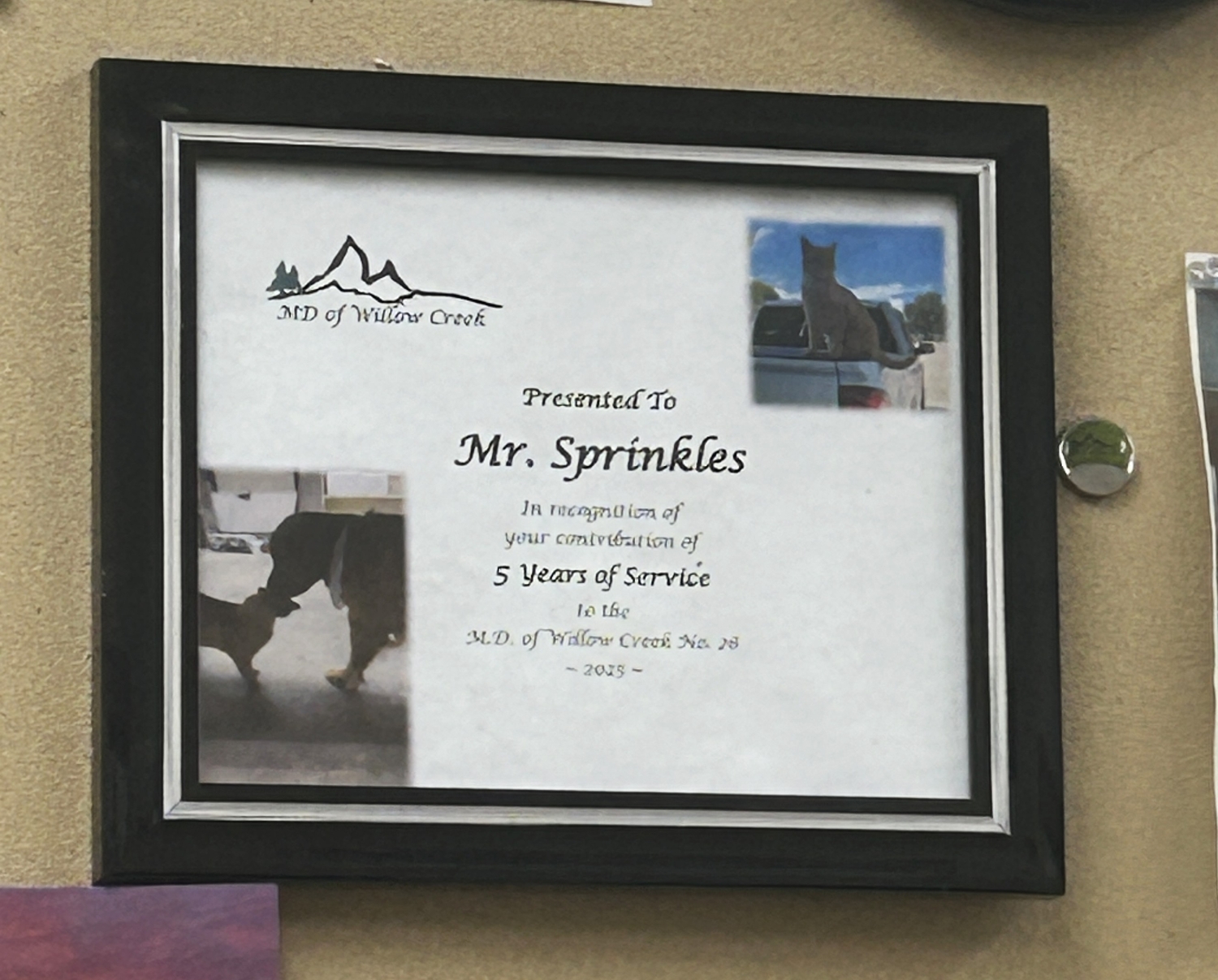 Mr. Sprinkles receives five year service award from MD of Willow Creek ...