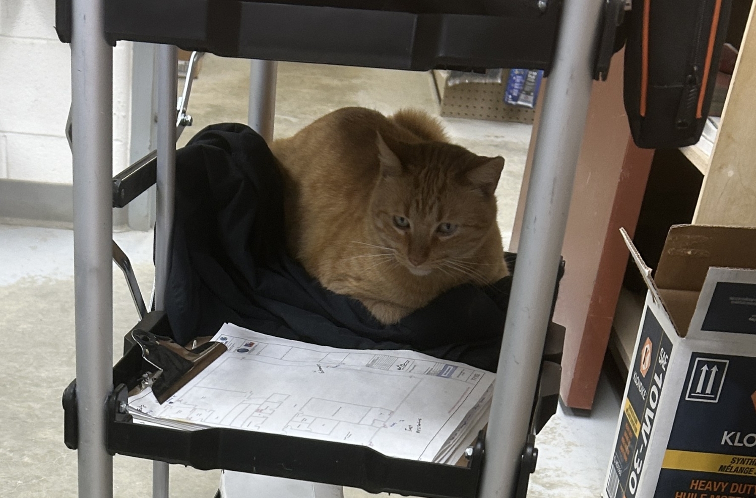 Mr. Sprinkles receives five year service award from MD of Willow Creek ...