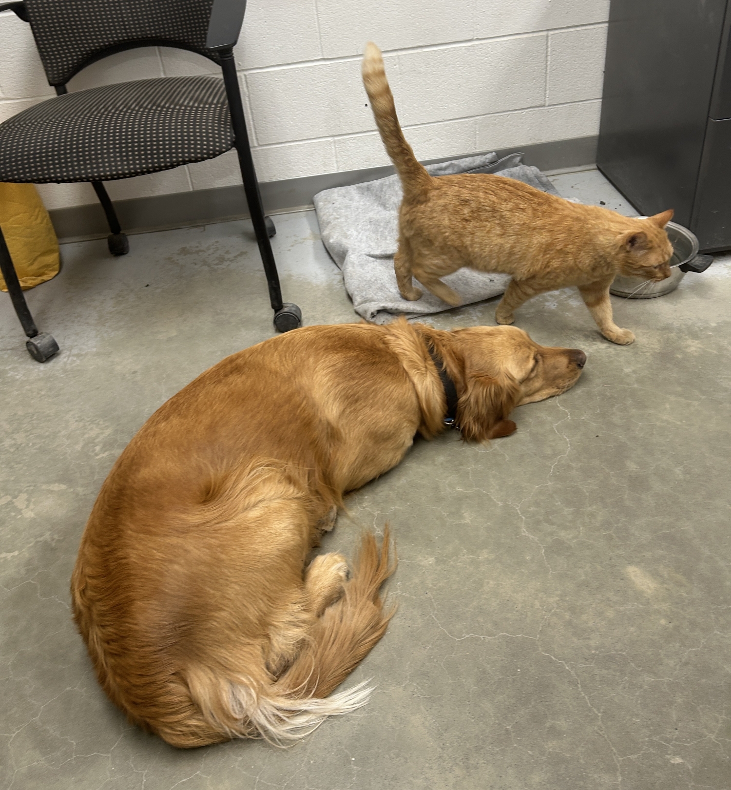 Mr. Sprinkles receives five year service award from MD of Willow Creek ...