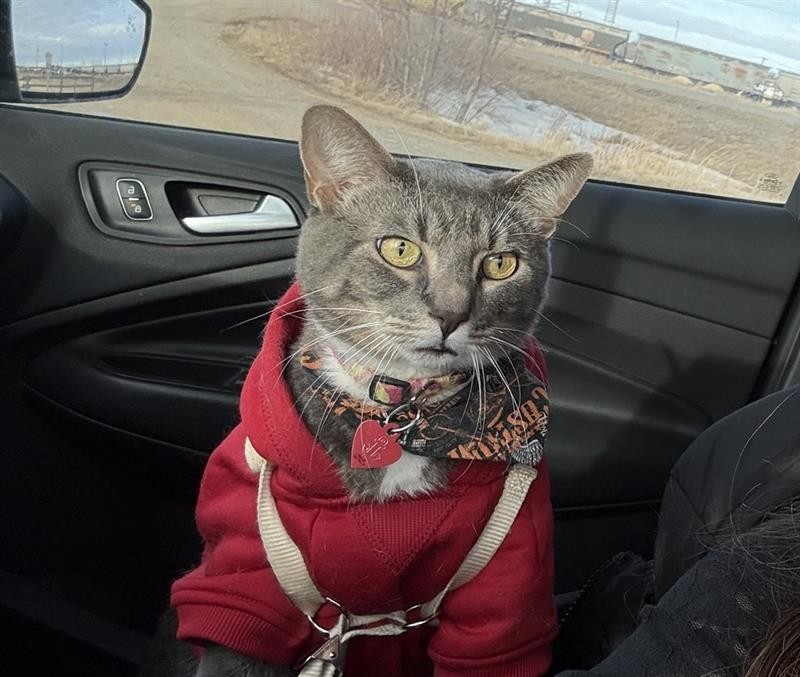 Shaunavon reminds pet owners of responsibilities - SwiftCurrentOnline . com - Local news , Weather , Sports , Free Classifieds and Job Listings