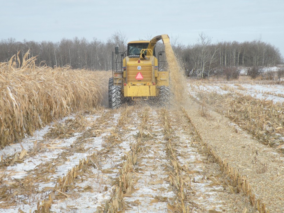 Considerations when including corn in your winter grazing ...