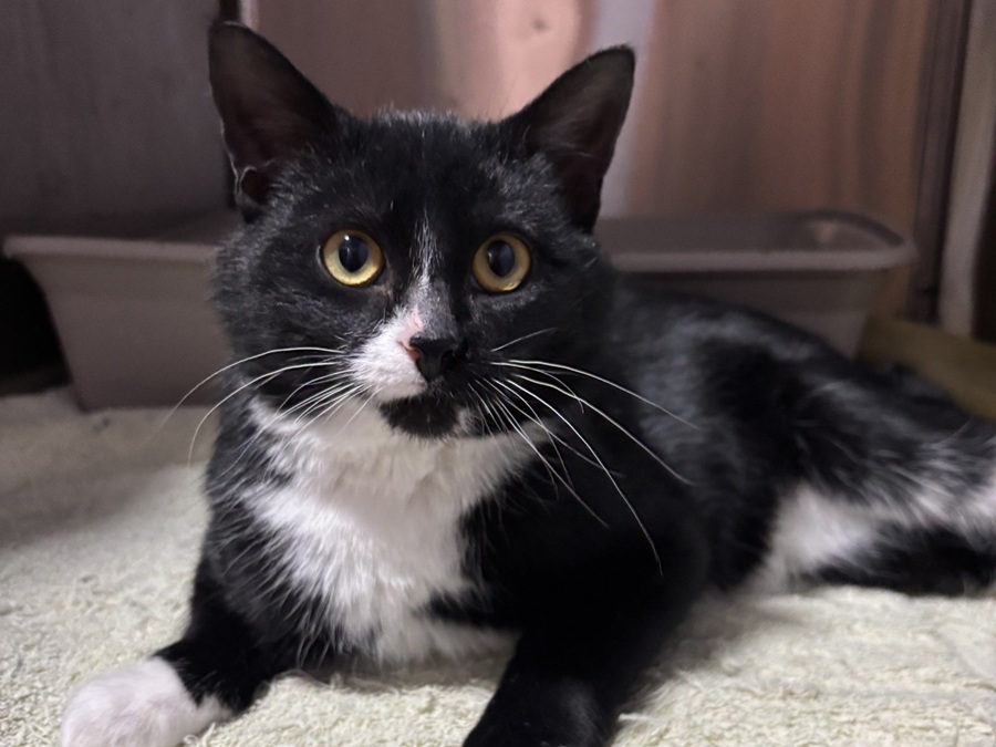 Local cat sanctuary weighs in on winter pet safety