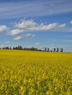 Canadian mustard industry faces market pressures and GMO concerns
