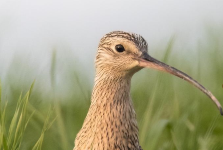 Webinar to explore climate change & curlews