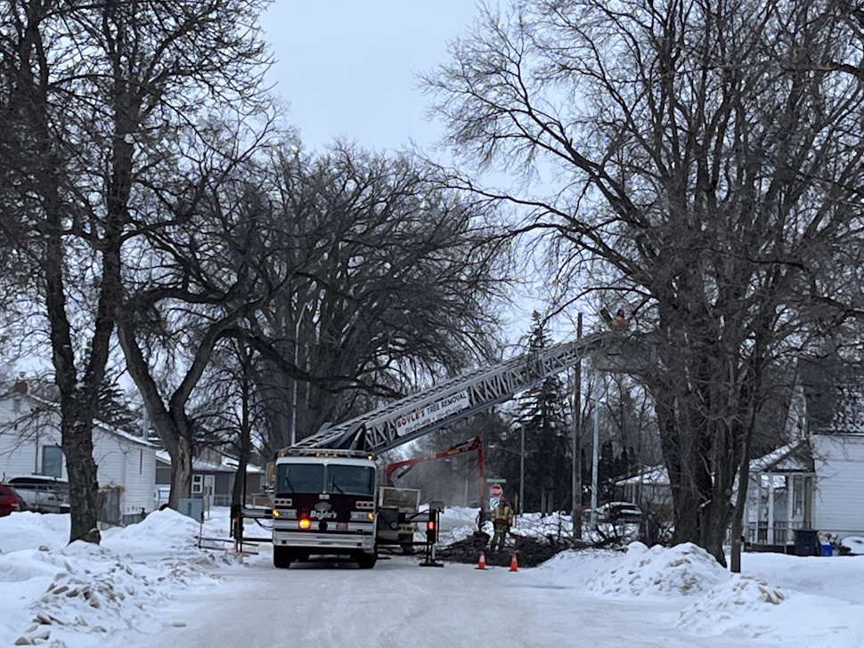 Dutch elm removals continue across Portage - PortageOnline . com - Local news , Weather , Sports , Free Classifieds and Job Listings
