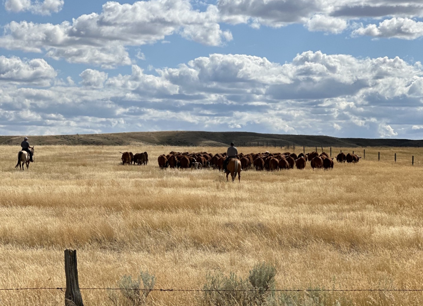 Brost Land & Cattle Bull Sale to include impressive auction stable and trademark hospitality  - SwiftCurrentOnline . com - Local news , Weather , Sports , Free Classifieds and Job Listings