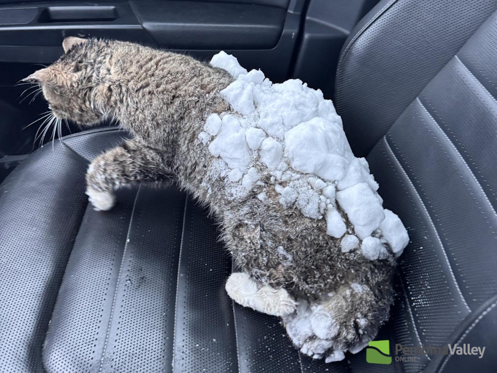 Cat found embedded in snowbank captures hearts across region - PembinaValleyOnline . com - Local news , Weather , Sports , Free Classifieds and Business Listings for the Pembina Valley , Manitoba