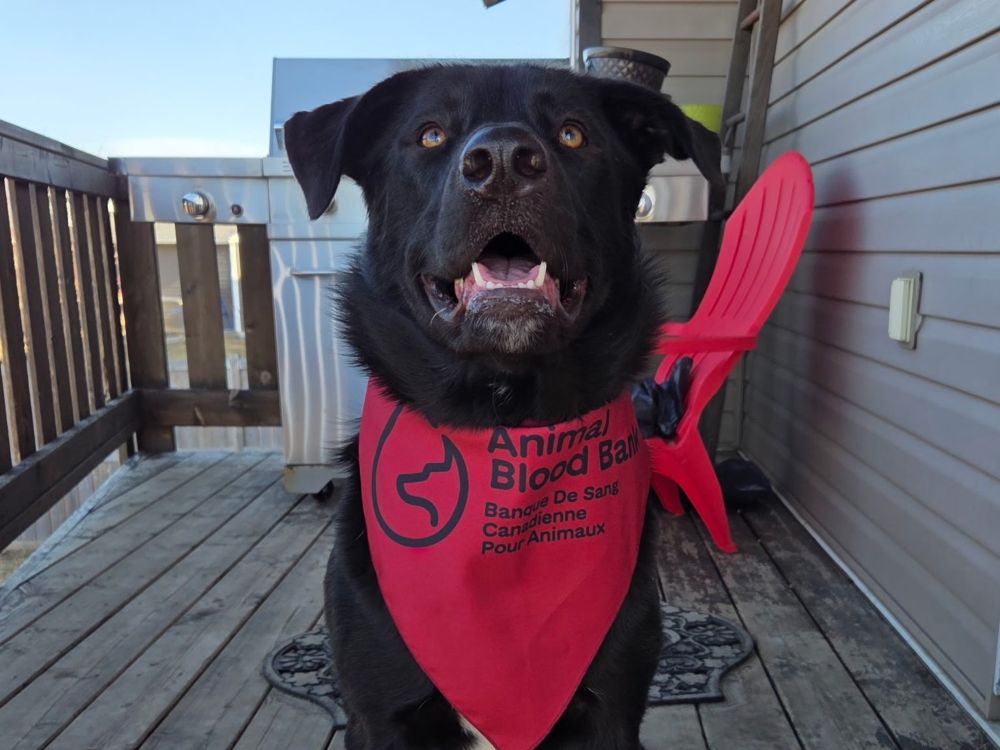 Canadian Animal Blood Bank seeks canine donors for upcoming Okotoks clinic