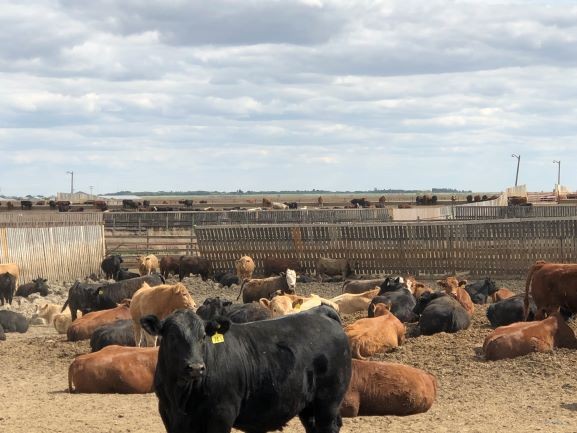 Canada’s cattle industry welcomes return to China market, looks for clarity on access
