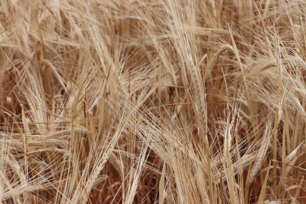 AAFC cuts close Portage Research Farm as Manitoba moves to protect jobs and trade