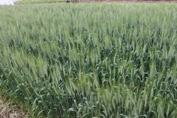 Agriculture Canada is being called on to move quickly to replace a wheat breeder at the SCRDC