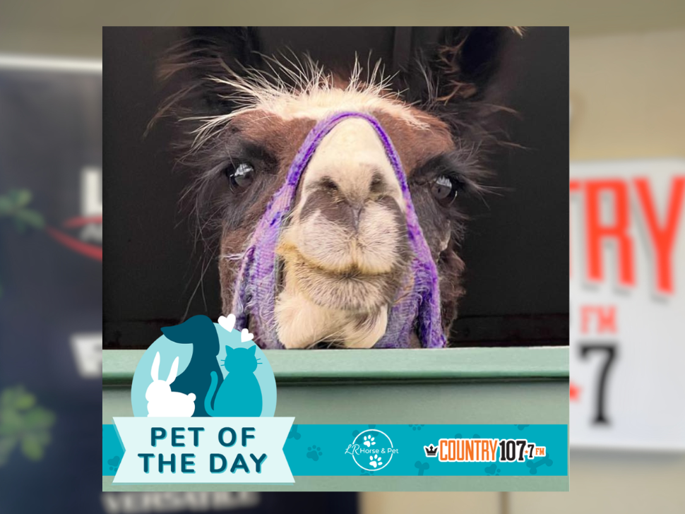 Not just puppy love: pets share their true Valentines