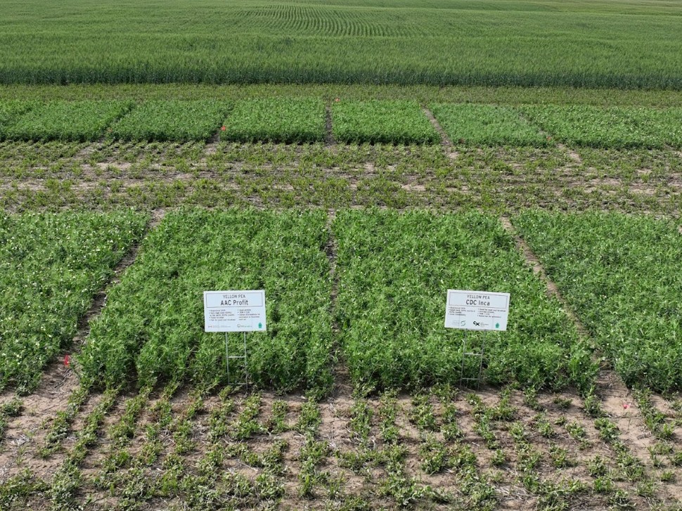 Wheatland Conservation Area shares results from five pulse research trials 