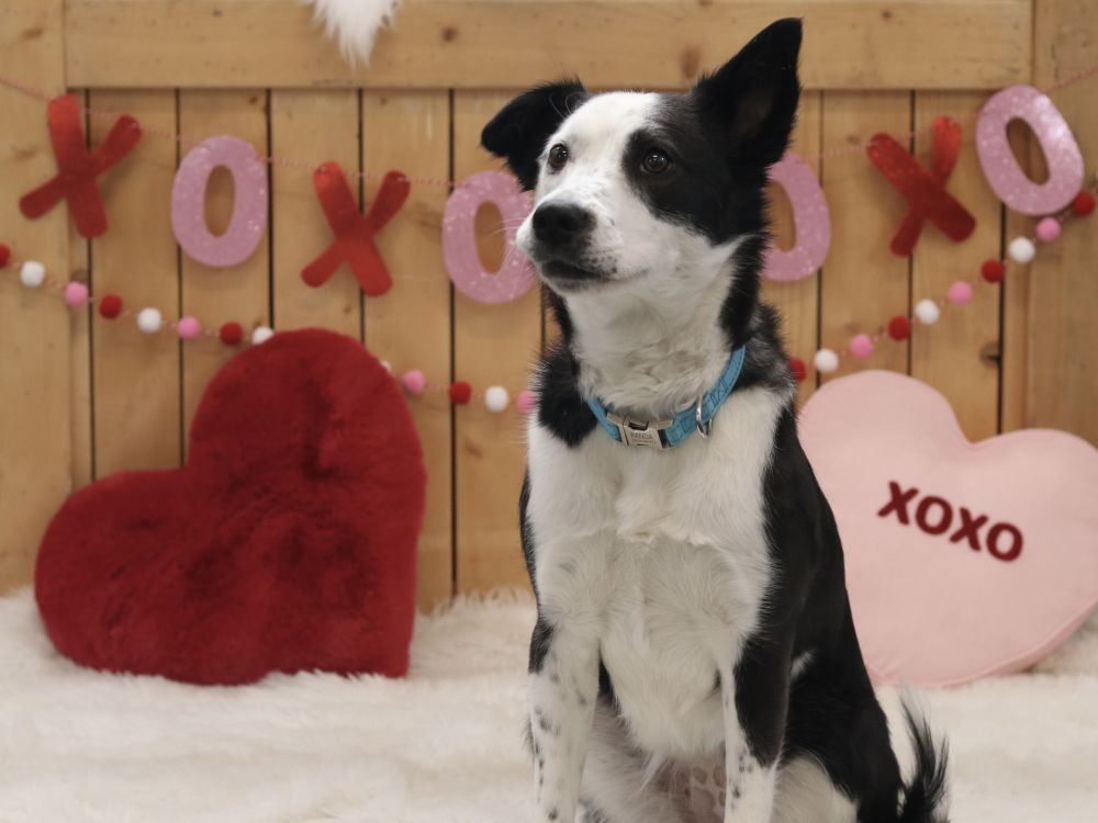 Local animal rescue group warns of Valentine’s hazards for pets